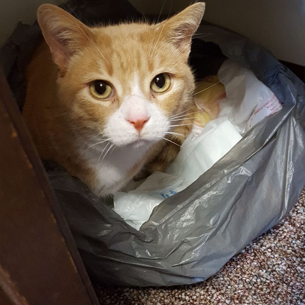 Meet your Posher, Susan